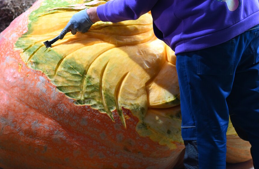 Шоу фигурной резьбы по тыквам-гигантам состоялось в "Аптекарском огороде" 19 фото