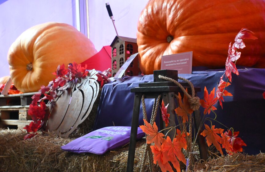 Шоу фигурной резьбы по тыквам-гигантам состоялось в "Аптекарском огороде" 9 фото