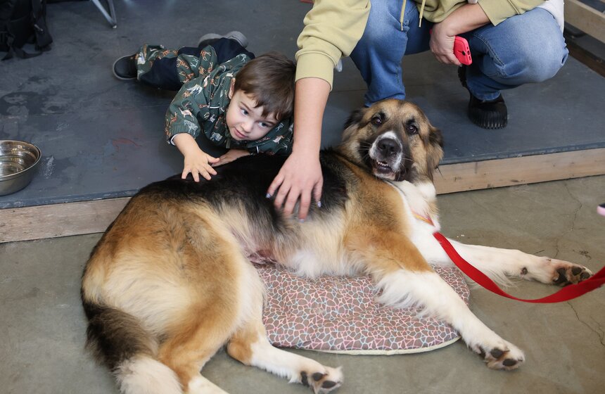 Благотворительный фестиваль Woof прошел в Москве в поддержку животных из приютов 18 фото