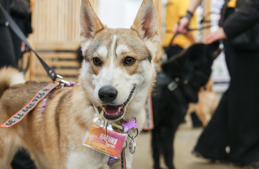 Благотворительный фестиваль Woof прошел в Москве в поддержку животных из приютов 11 фото