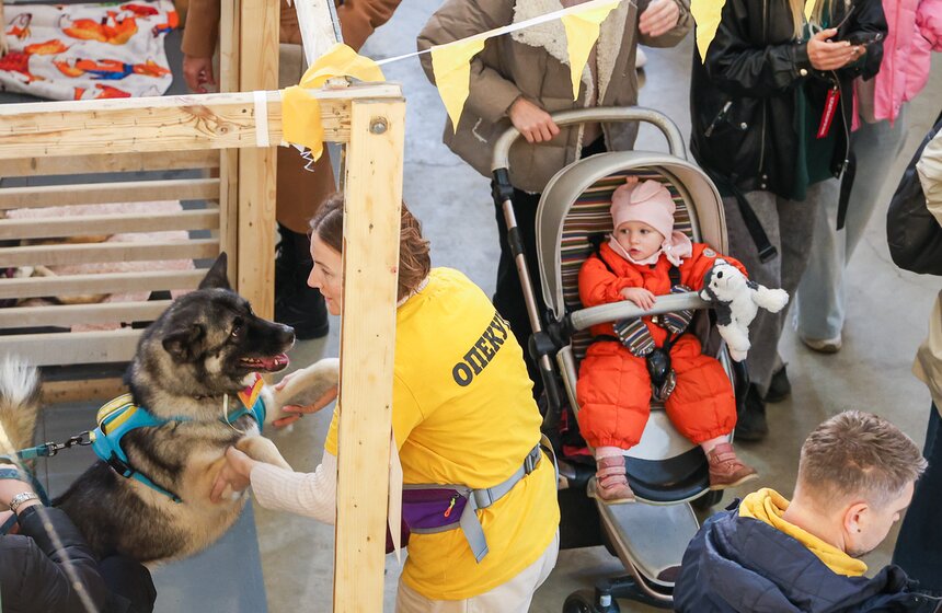 Благотворительный фестиваль Woof прошел в Москве в поддержку животных из приютов 15 фото