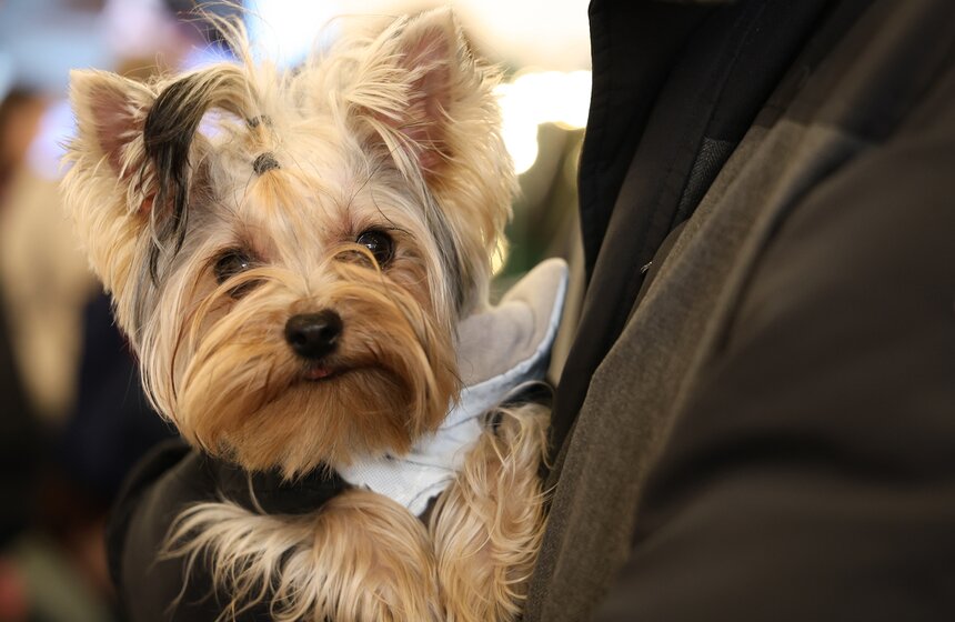 Благотворительный фестиваль Woof прошел в Москве в поддержку животных из приютов 20 фото