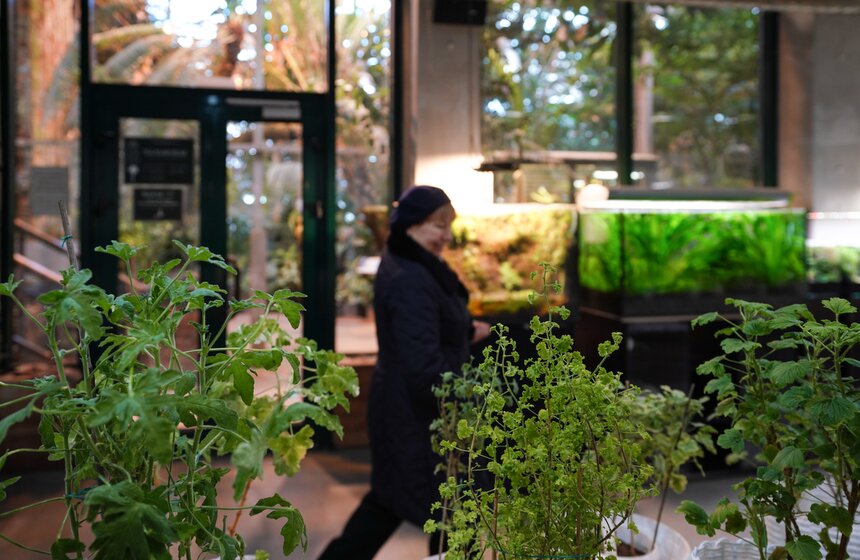 Выставка кактусов и других суккулентов стартовала в "Аптекарском огороде" в Москве 18 фото