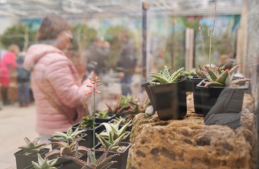Выставка кактусов и других суккулентов стартовала в "Аптекарском огороде" в Москве 15 фото