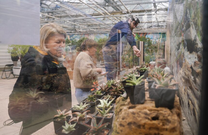 Выставка кактусов и других суккулентов стартовала в "Аптекарском огороде" в Москве 6 фото