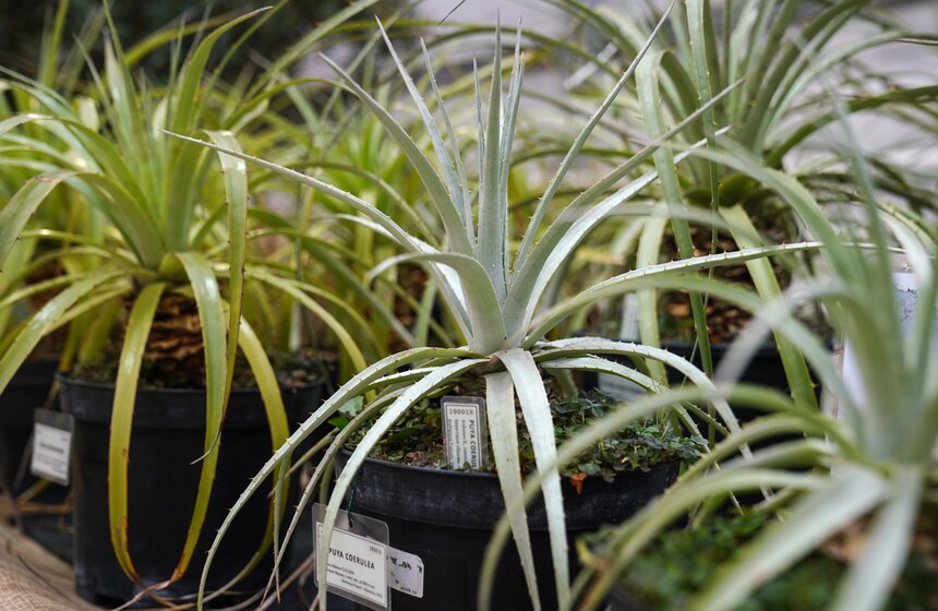 Выставка кактусов и других суккулентов стартовала в "Аптекарском огороде" в Москве 4 фото