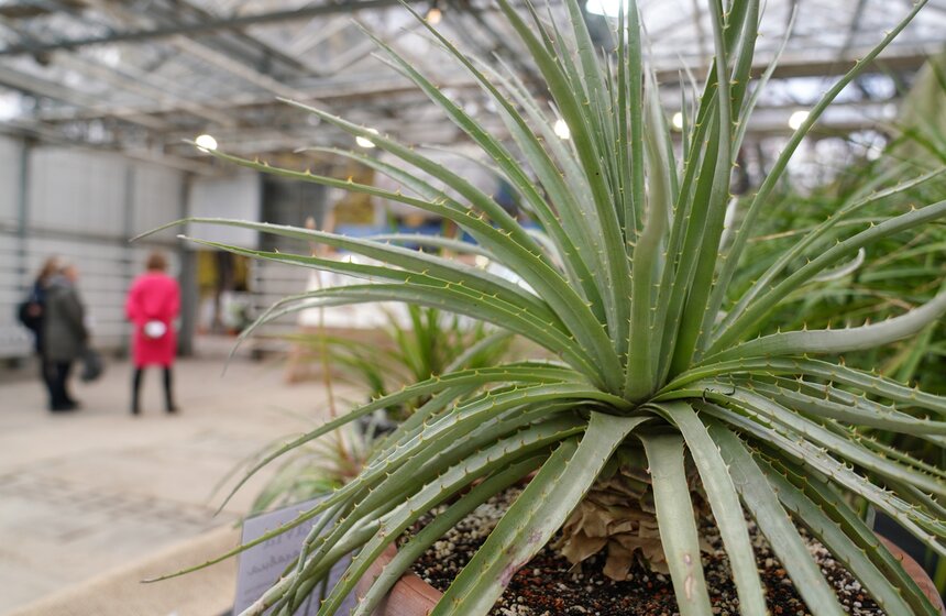 Выставка кактусов и других суккулентов стартовала в "Аптекарском огороде" в Москве 9 фото