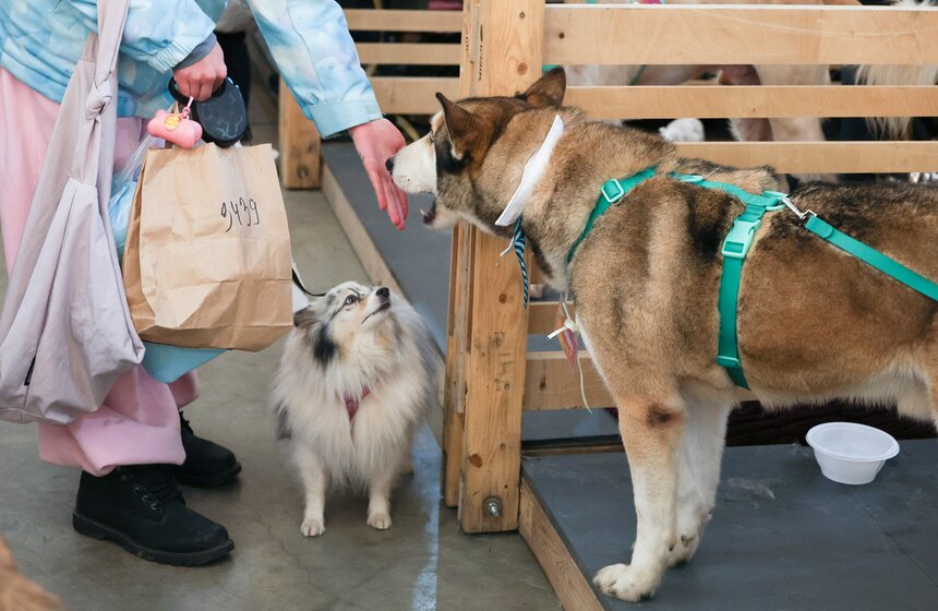 Благотворительный фестиваль Woof прошел в Москве в поддержку животных из приютов 29 фото