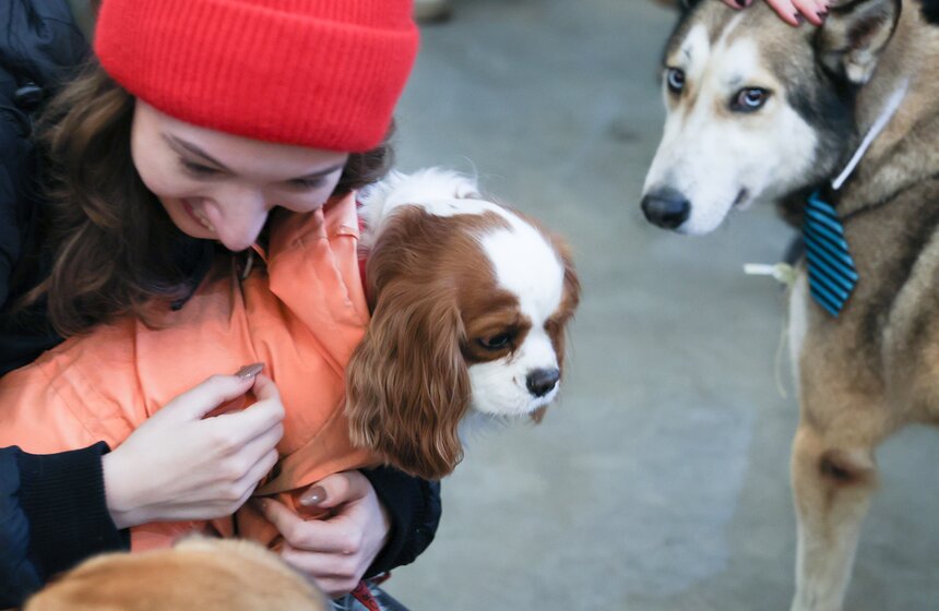 Благотворительный фестиваль Woof прошел в Москве в поддержку животных из приютов 31 фото