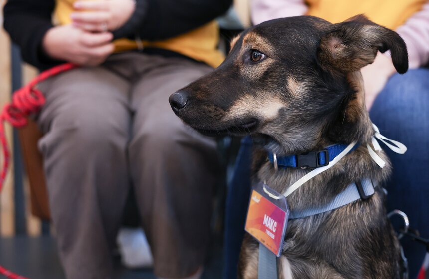Благотворительный фестиваль Woof прошел в Москве в поддержку животных из приютов 23 фото