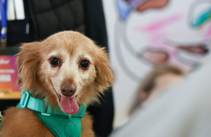 Благотворительный фестиваль Woof прошел в Москве в поддержку животных из приютов 24 фото