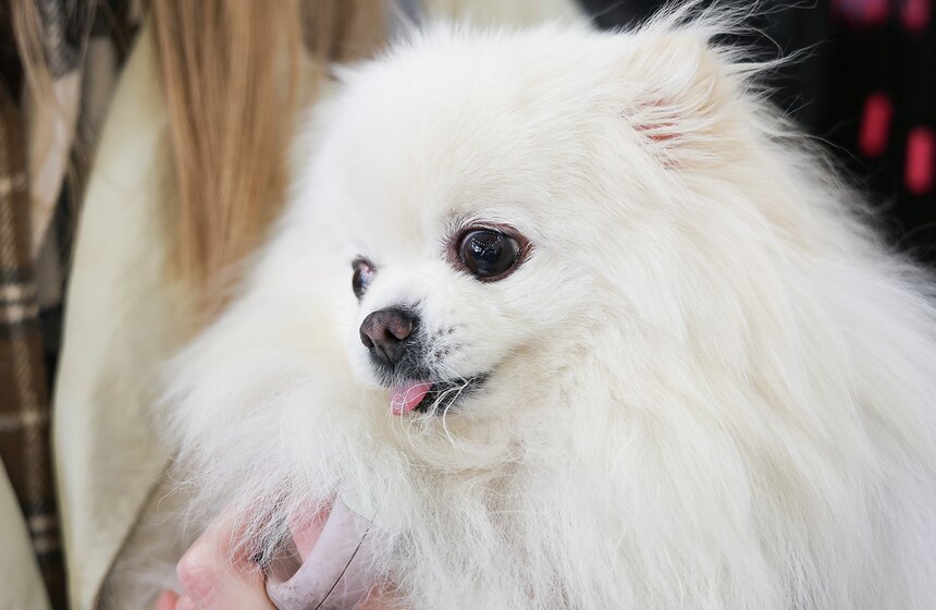 Благотворительный фестиваль Woof прошел в Москве в поддержку животных из приютов 28 фото