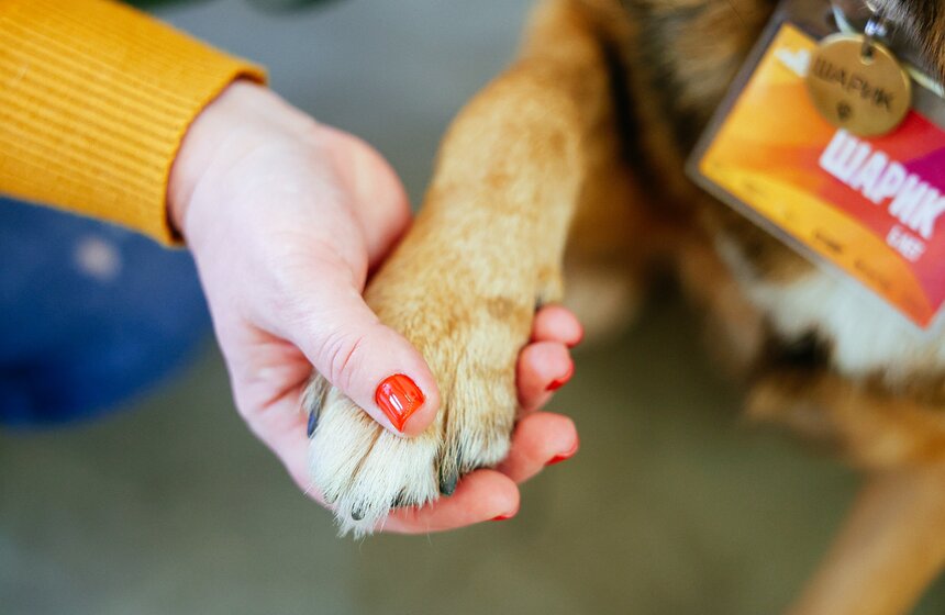 Благотворительный фестиваль Woof прошел в Москве в поддержку животных из приютов 19 фото