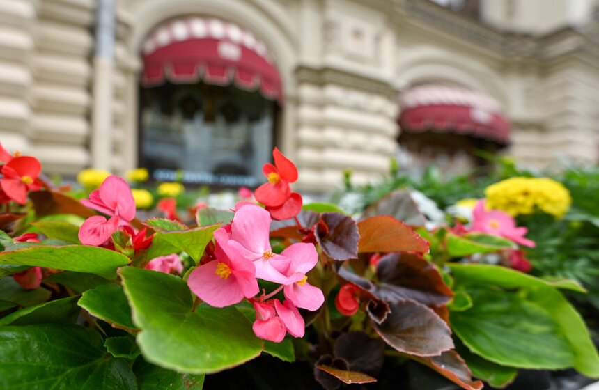 Традиционный Фестиваль цветов открылся в ГУМе 2 фото