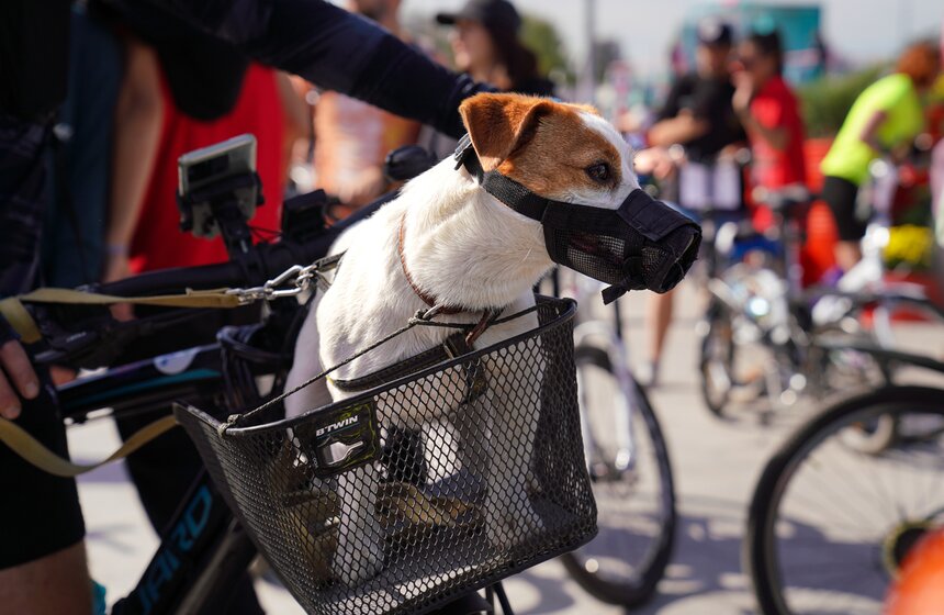 Oсенний велофестиваль прошел в Москве 9 фото