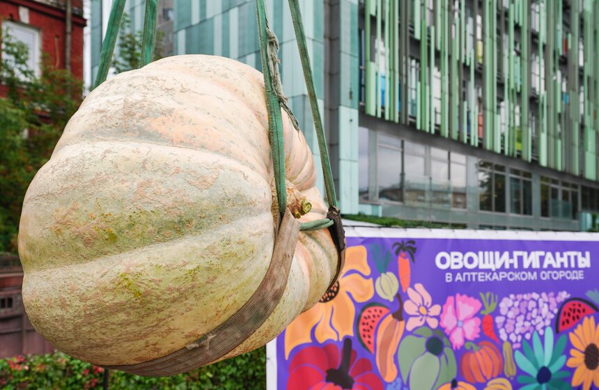 Тыкву весом 969 кг представили на выставке "Овощи-гиганты" 19 фото