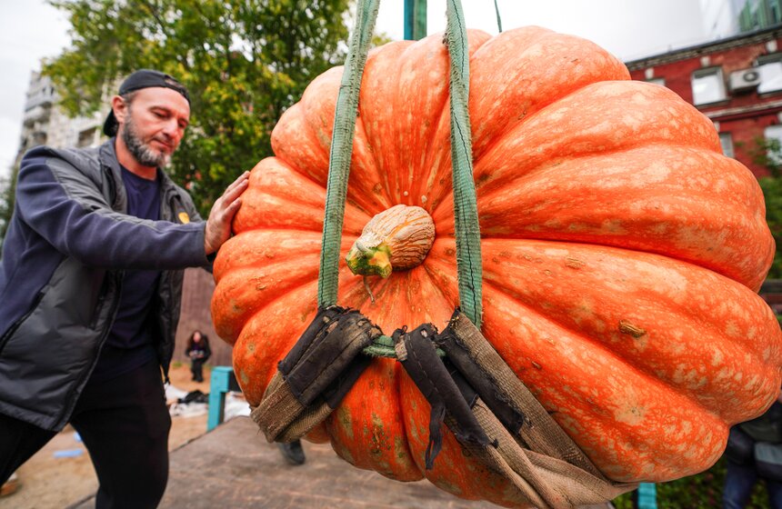 Тыкву весом 969 кг представили на выставке "Овощи-гиганты" 16 фото