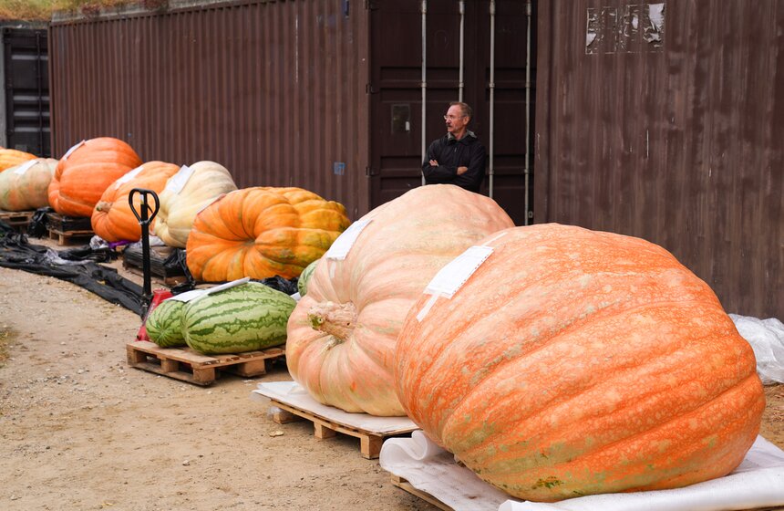 Тыкву весом 969 кг представили на выставке "Овощи-гиганты" 1 фото