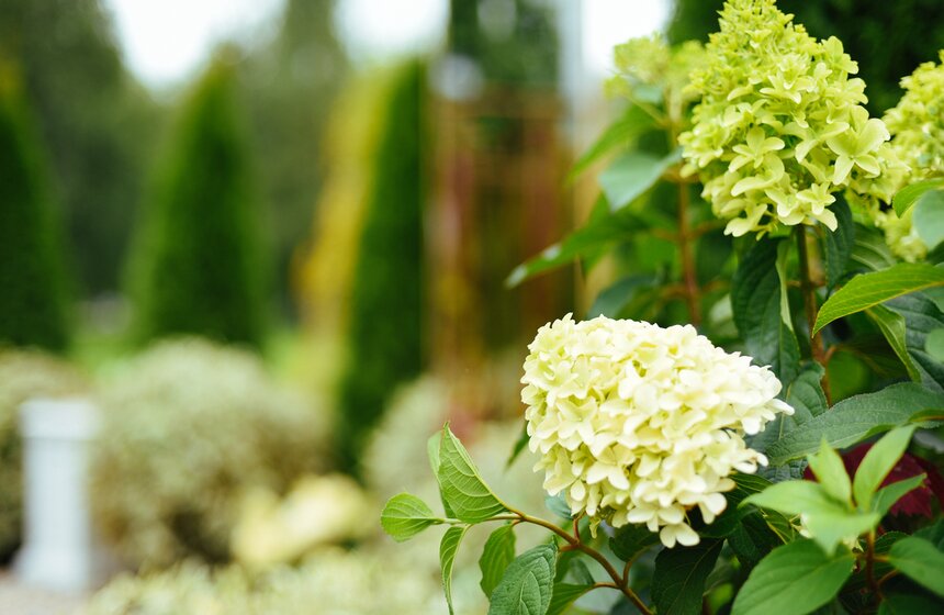 Фестиваль исторических садов стартовал в "Царицыне" 24 фото