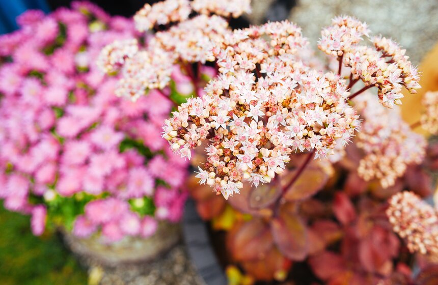 Фестиваль исторических садов стартовал в "Царицыне" 12 фото