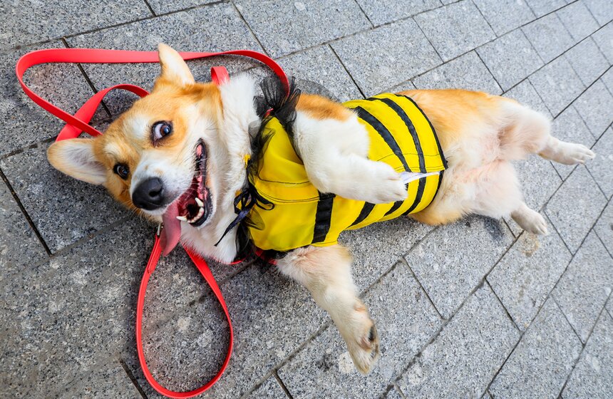 На ВДНХ прошел костюмированный парад корги 6 фото