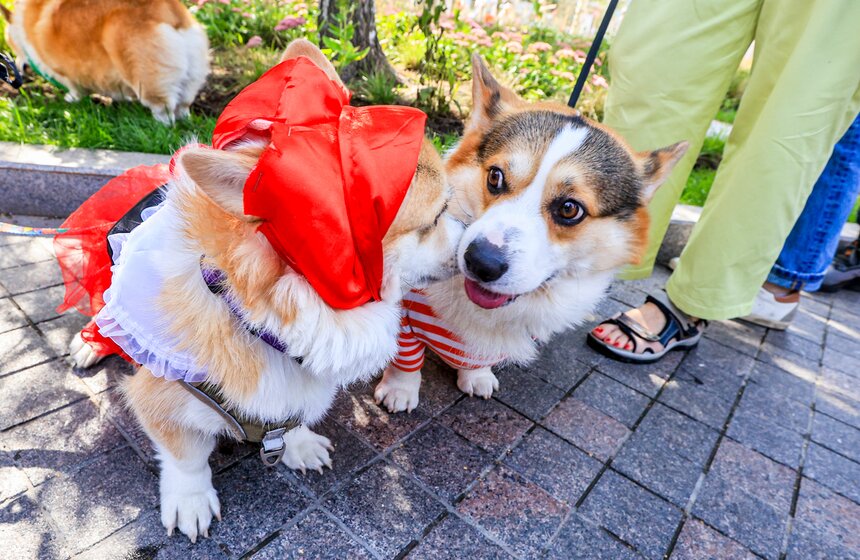 На ВДНХ прошел костюмированный парад корги 9 фото