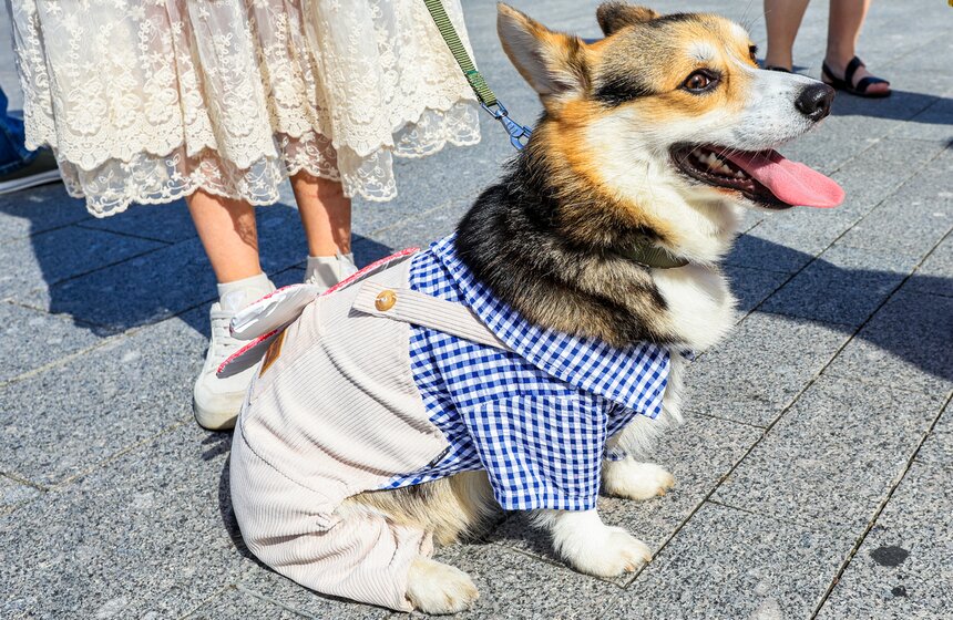На ВДНХ прошел костюмированный парад корги 8 фото