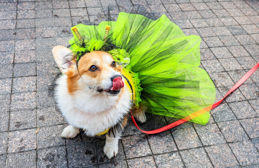 На ВДНХ прошел костюмированный парад корги 11 фото