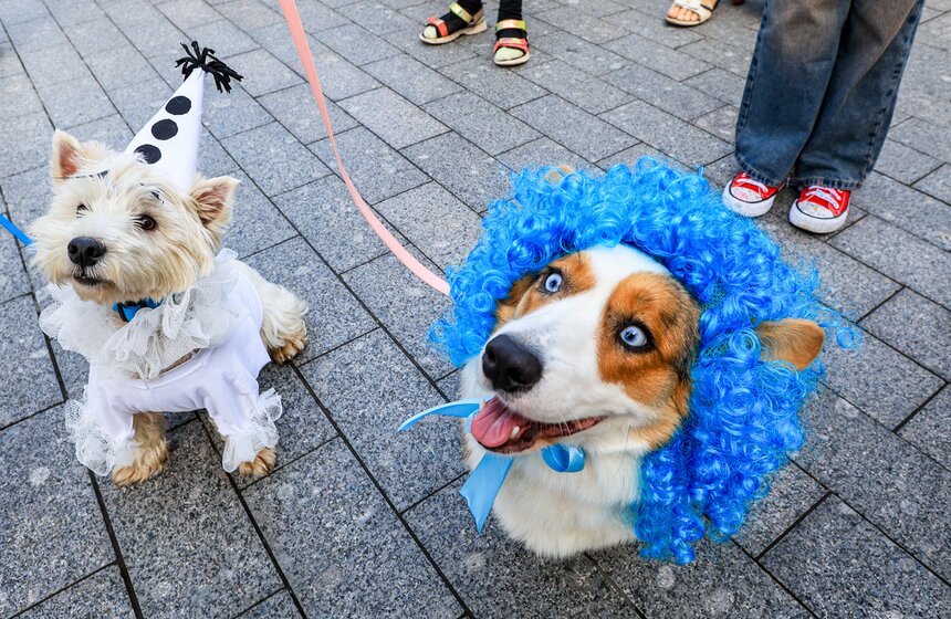 На ВДНХ прошел костюмированный парад корги 5 фото