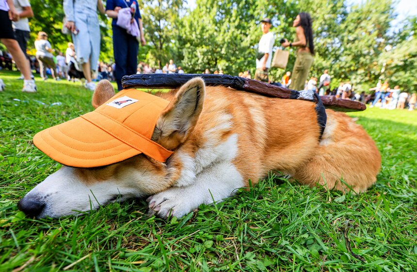 На ВДНХ прошел костюмированный парад корги 29 фото