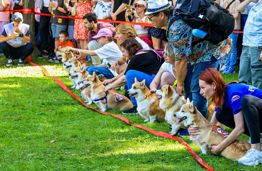 На ВДНХ прошел костюмированный парад корги 27 фото