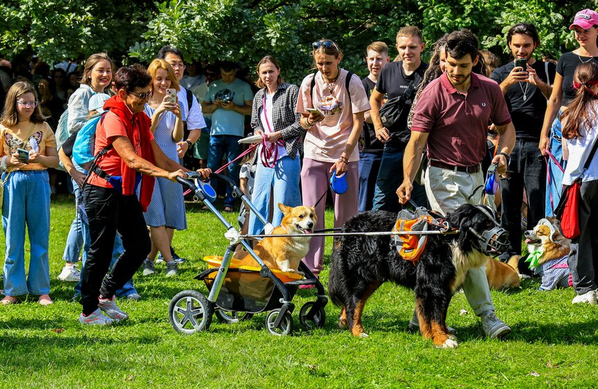 На ВДНХ прошел костюмированный парад корги 20 фото
