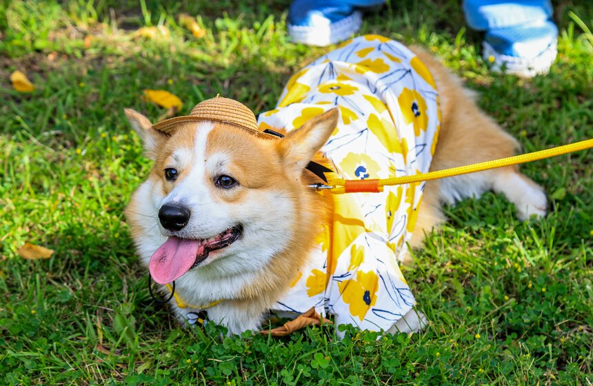 На ВДНХ прошел костюмированный парад корги 19 фото