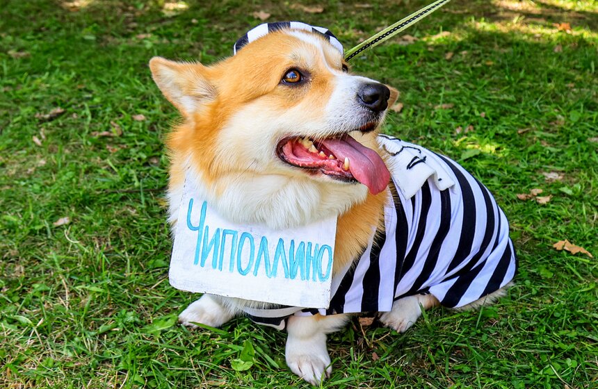 На ВДНХ прошел костюмированный парад корги 16 фото