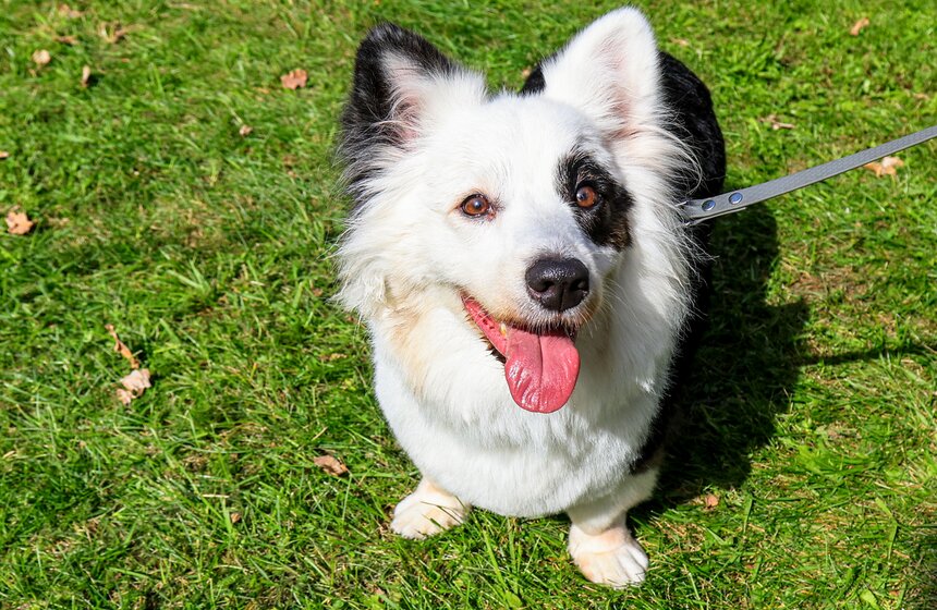 На ВДНХ прошел костюмированный парад корги 23 фото