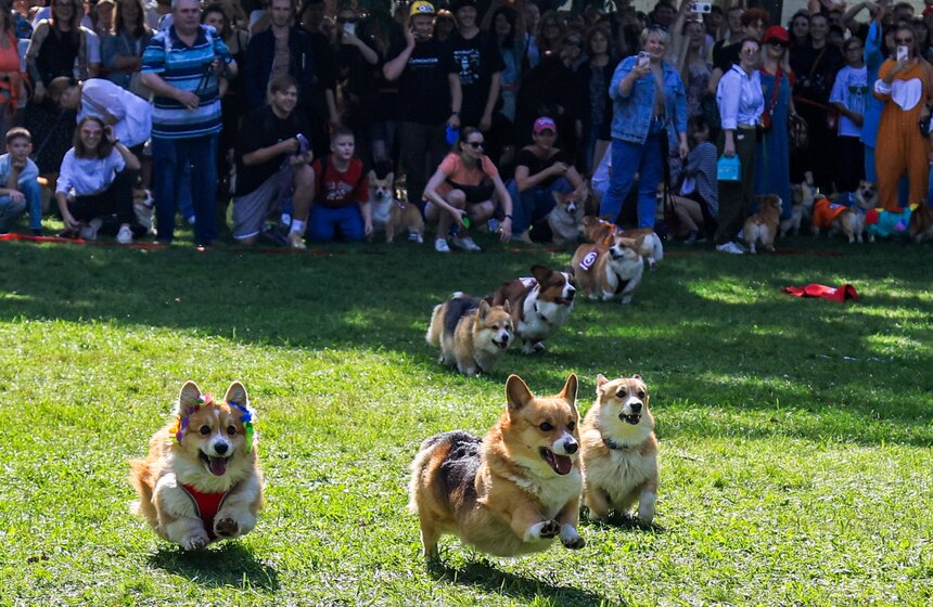 На ВДНХ прошел костюмированный парад корги 28 фото
