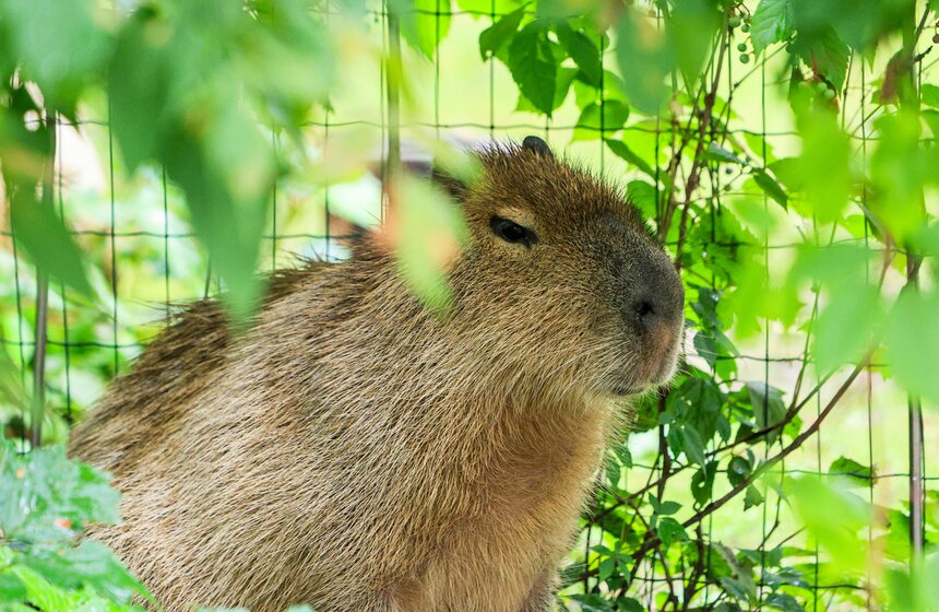 Артисты китайского театра "Саньтоци" посетили Московский зоопарк 18 фото