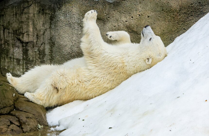 Артисты китайского театра "Саньтоци" посетили Московский зоопарк 11 фото