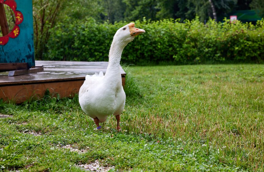 Юные москвичи выбрали имена для крольчат на ВДНХ 25 фото