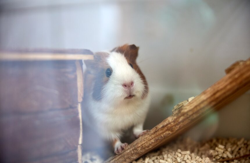 Юные москвичи выбрали имена для крольчат на ВДНХ 4 фото