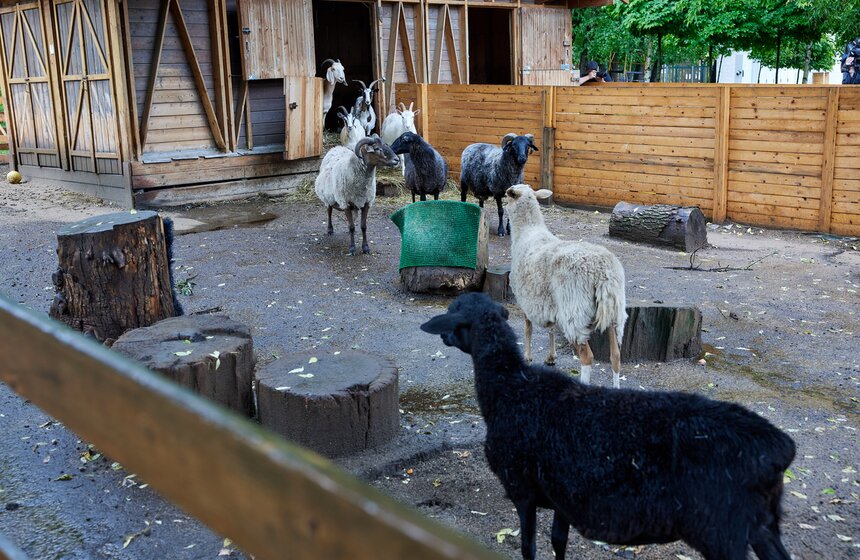 Юные москвичи выбрали имена для крольчат на ВДНХ 17 фото