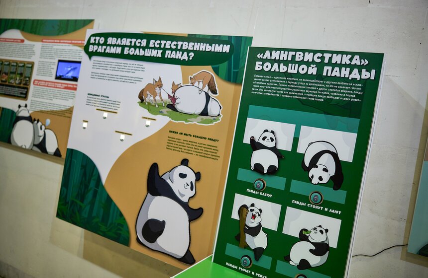 Выставка "Замечательная большая панда" стартовала в Москве 9 фото
