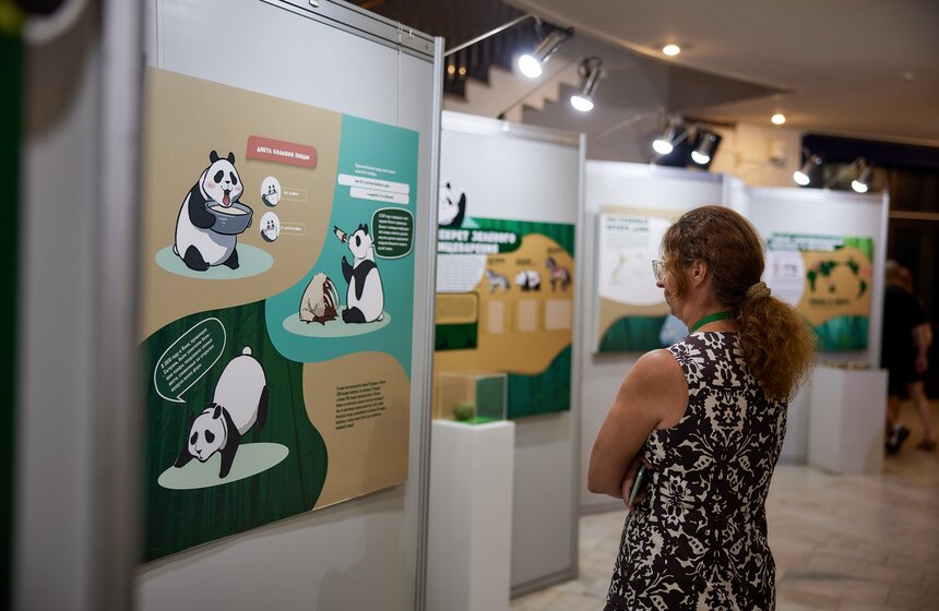 Выставка "Замечательная большая панда" стартовала в Москве 18 фото