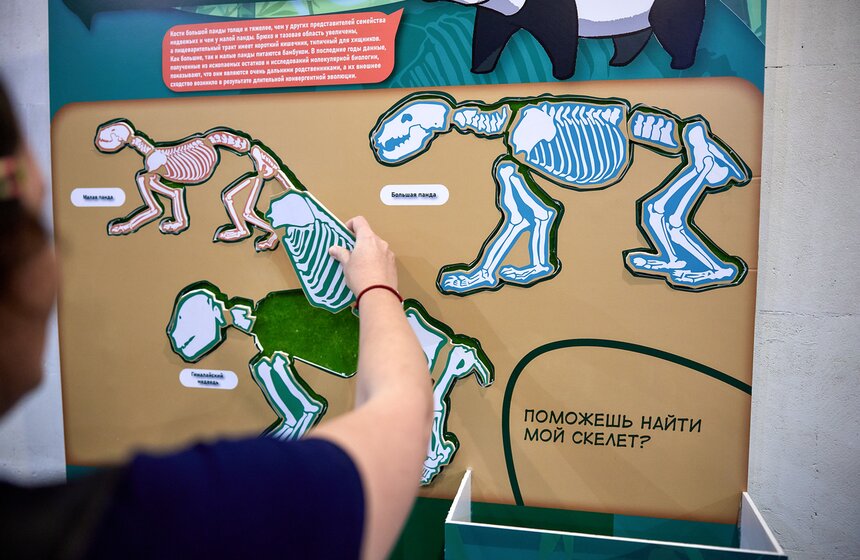 Выставка "Замечательная большая панда" стартовала в Москве 10 фото