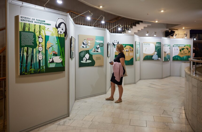 Выставка "Замечательная большая панда" стартовала в Москве 12 фото