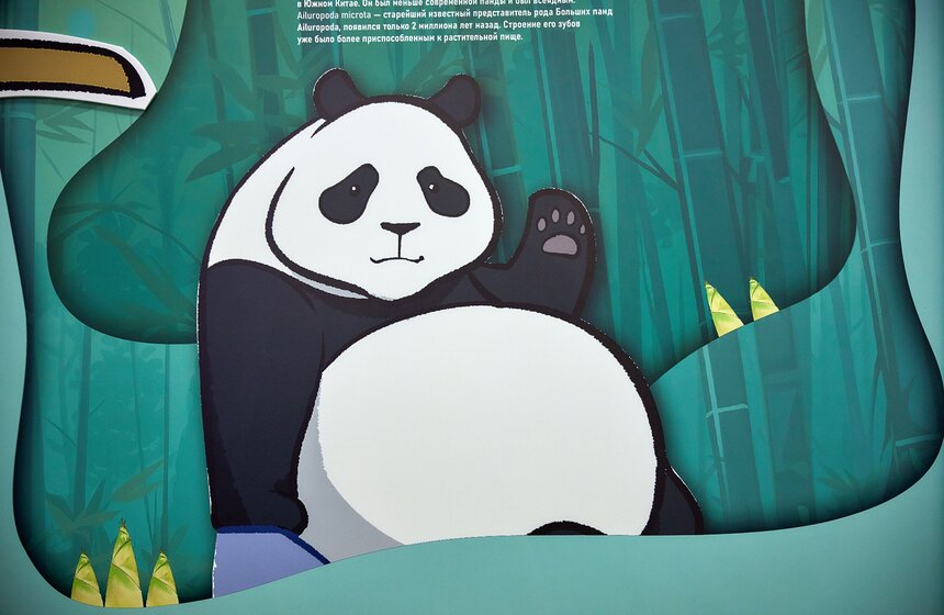 Выставка "Замечательная большая панда" стартовала в Москве 15 фото