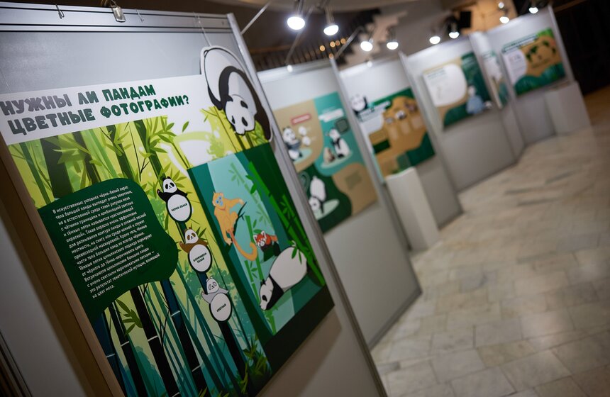 Выставка "Замечательная большая панда" стартовала в Москве 22 фото