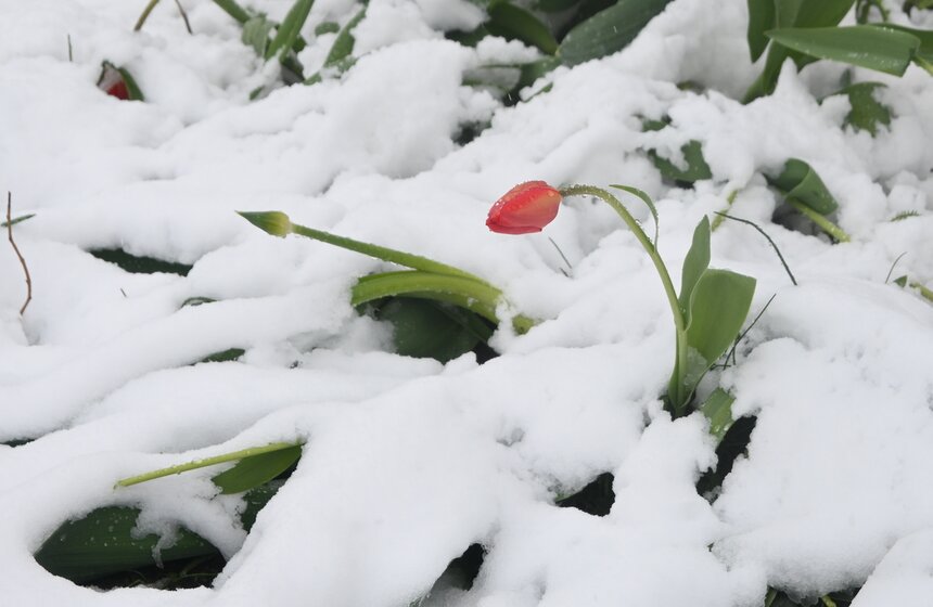 Апрельский снегопад накрыл Москву 4 фото