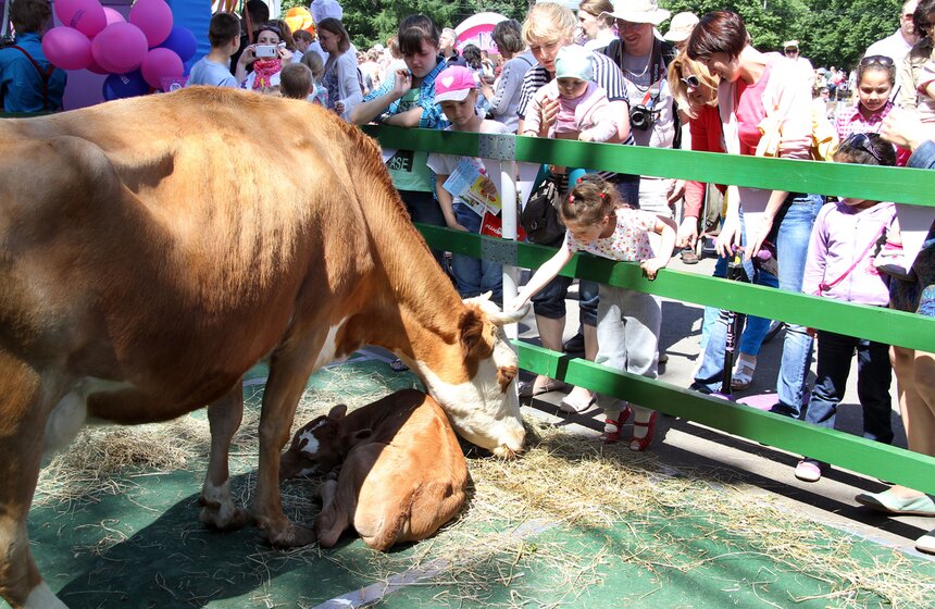 Праздник мороженого прошел в парке "Сокольники" 11 фото