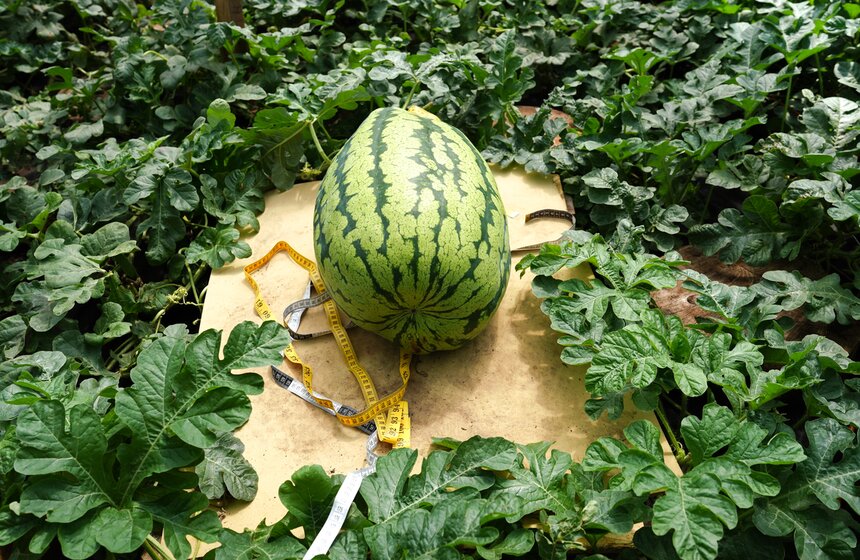 На "Городской ферме" на ВДНХ представили летние новинки 14 фото